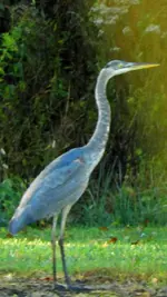 morning guest.webp