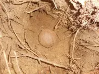 DSCN4185.webp