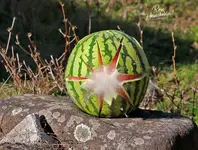 01777-1.webp