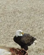 eagle on dinner.webp
