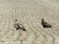 eagles babies.webp