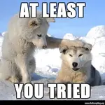 At-Least-You-Tried-Funny-Polar-Bear-Meme.webp
