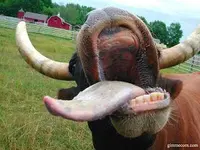 cow_1024.webp cow_1024.webp
