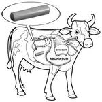 cow-magnet_1_1024x1024.webp cow-magnet_1_1024x1024.webp