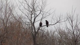 2019.11.20 - two Eagles in a tree on the way to Roseau.jpg