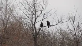 2019.11.20 - two Eagles in a tree on the way to Roseau.webp