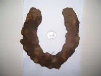 Horse.webp