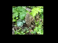 shroom1.webp