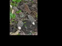 shroom2.webp