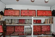 Trays.webp