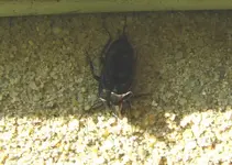beetle.webp