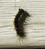 hairygypsymothcaterpillar.webp