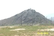 Northern Knob.webp