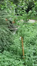 Fountain.webp
