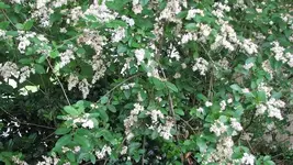 Some kinda big shrub.webp Some kinda big shrub.webp
