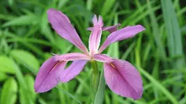 Iris.webp