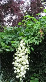Yucca Plant.webp