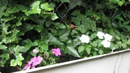 Impatiens.webp