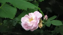 Rose 1.webp