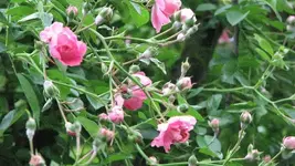 Rose 2.webp