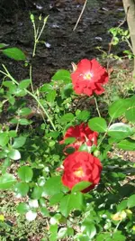 Rose 3.webp