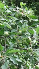 Red Delicious Apples.webp