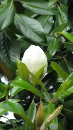 Almost Open Magnolia.webp
