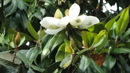 Open Magnolia.webp