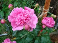 5-15-08 001.webp