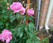 5-15-08 002.webp