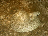 Mojave Green.gif