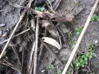 Feurt Site Finds (75).webp