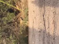 bobcat1.webp