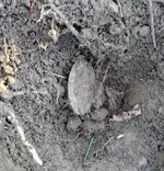 Broach - Dirt.webp Broach - Dirt.webp
