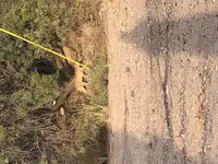 bobcat2.webp