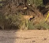 bobcat1-2.webp