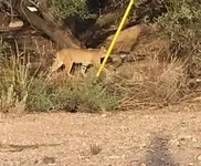 bobcat2-2.webp