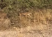 bobcat3-2.webp