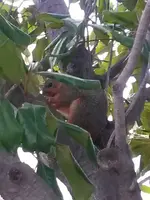 squirrel Tree.webp