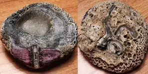 Encrusted Shell.webp