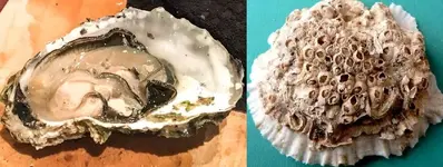 Oyster.webp