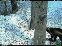 wolverine 003.webp