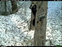 wolverine 006.webp