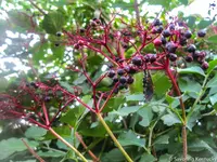elderberries-2.webp