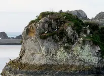 12- 5 heron 018.webp