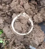 Gold Chain3.webp