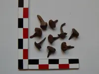 DSCN8242.webp