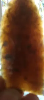 20191113_152952~2.webp