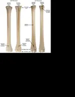 2-White-tailed-deer-metacarpal-and-metatarsal-terminology-anterior-and-posterior-views.webp