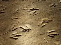tracefossilfootprints.webp